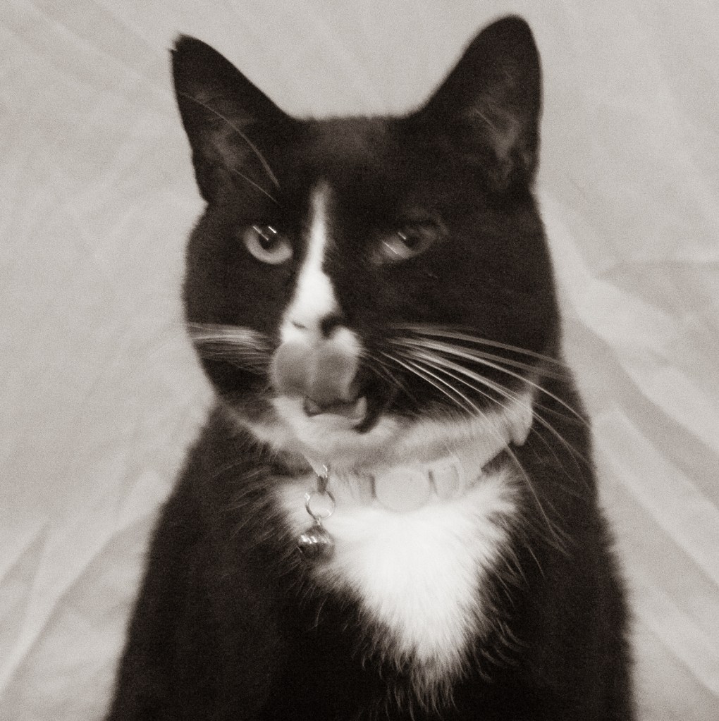 Tips and Tricks for Successful Cat&nbsp;Care